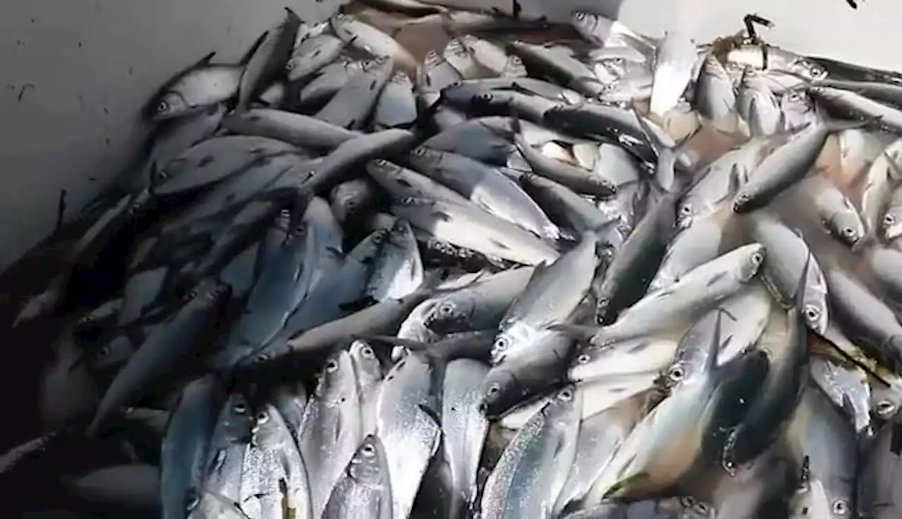 Mactan fisherfolk group harvests 400 Kg of bangus from fish cage