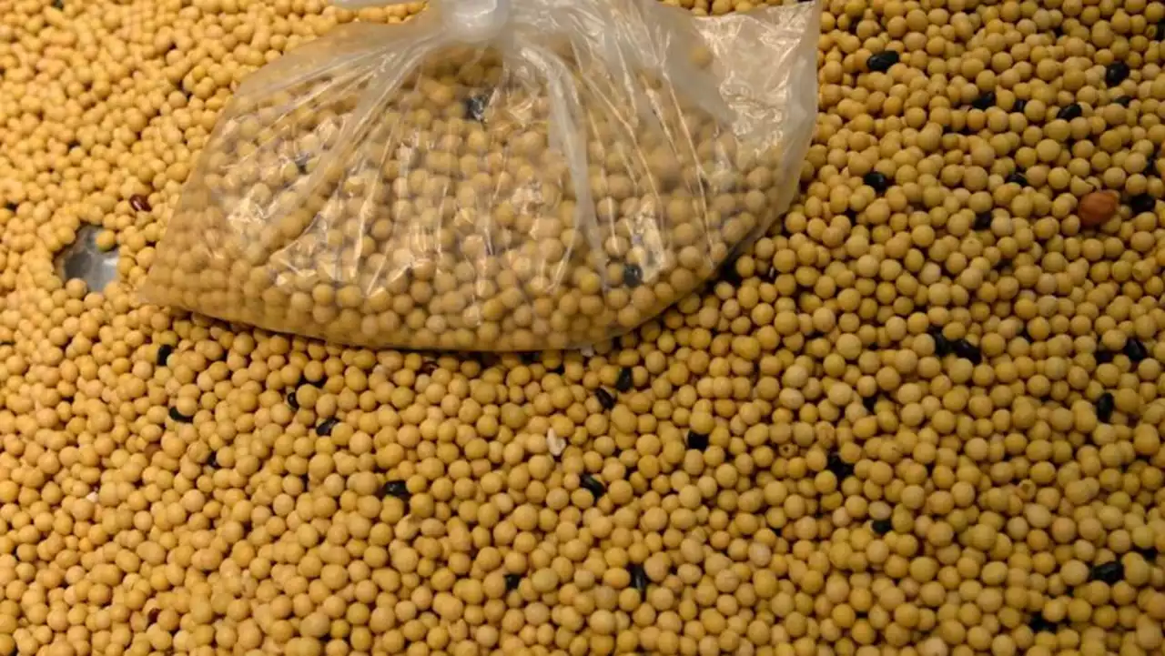 Instant view: China October imports of soybeans and copper fall y/y