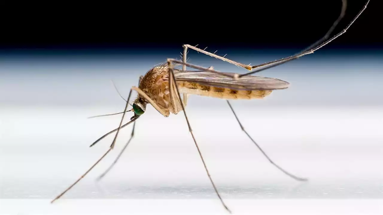 Gauteng records over 1 000 positive cases of malaria this year | Citypress