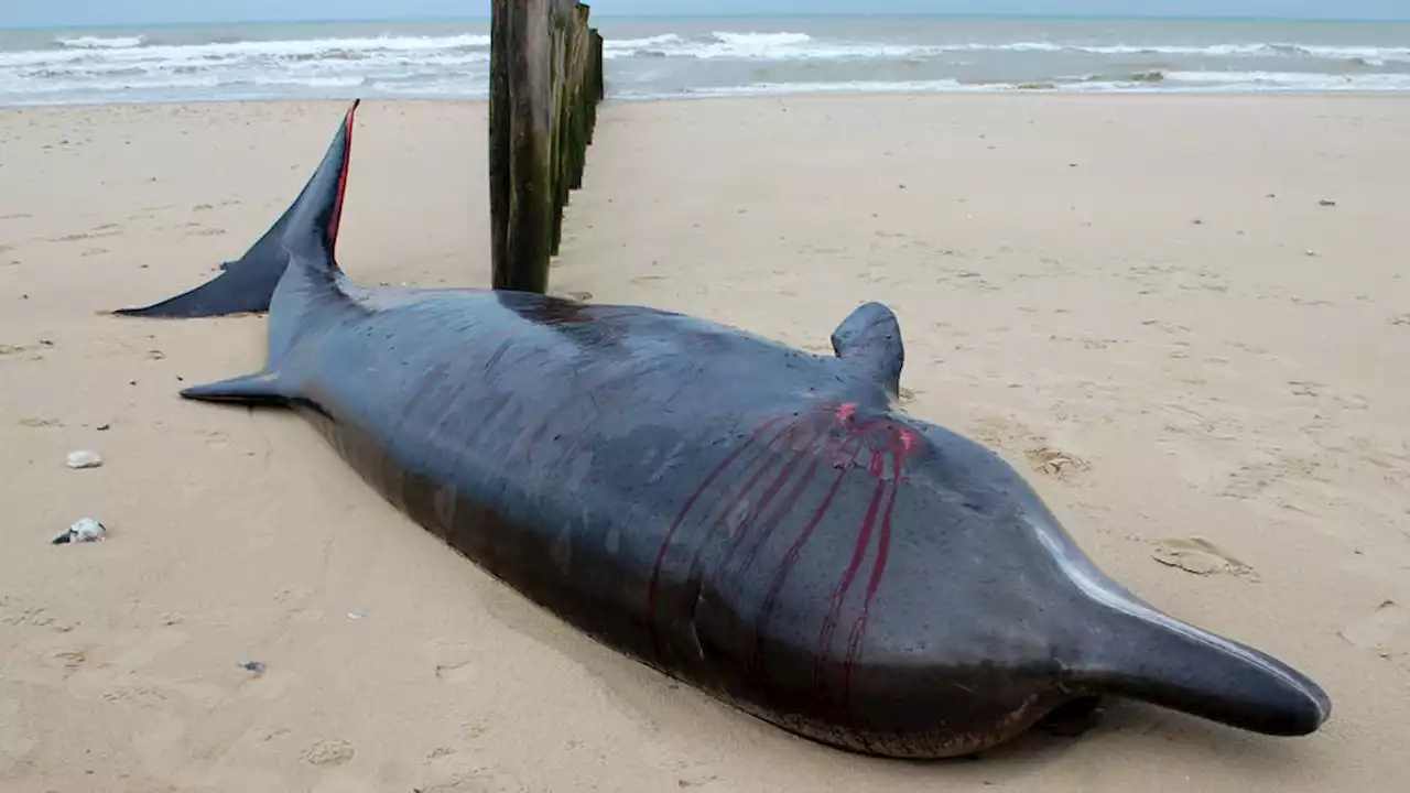 Pas-de-Calais : une baleine à bec s'échoue sur la plage de Sangatte