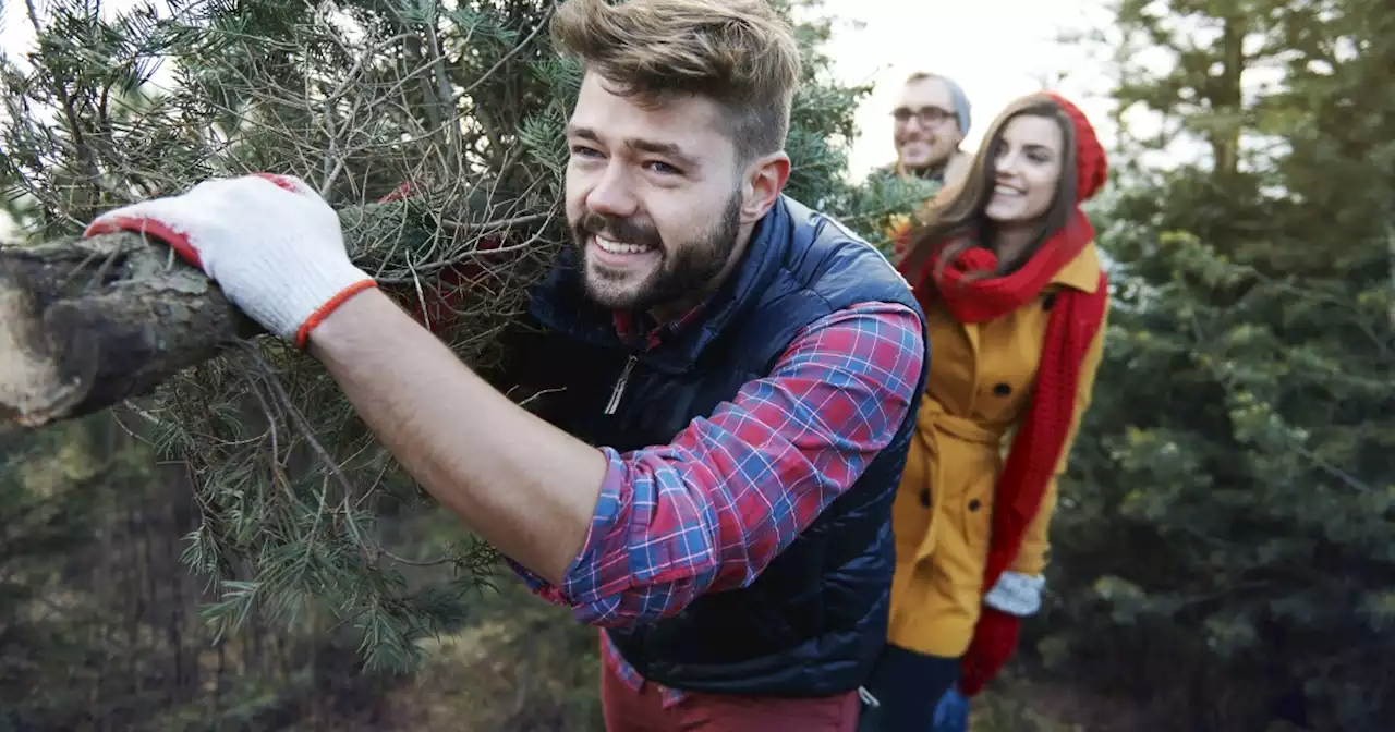 Permits now available — or will be soon — to cut your own Christmas tree in Colorado