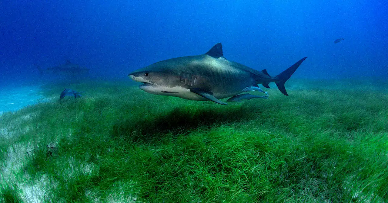 Scientists Strap Cameras to Sharks and Discover Huge Underwater Forest