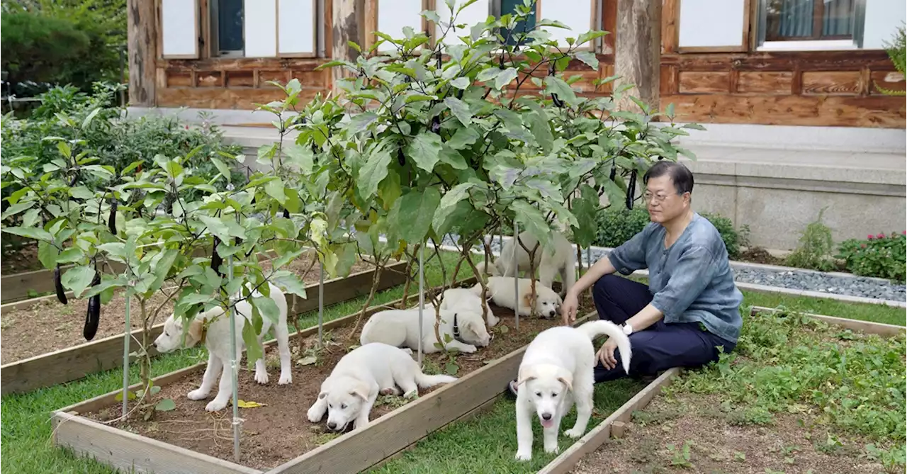 권성동 '본인 연금 비과세 돌린 문, 사룟값 아까워 풍산개 파양' | 중앙일보