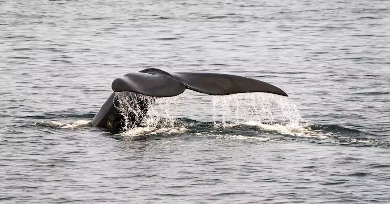 Pas-de-Calais : une baleine à bec échouée sur une plage