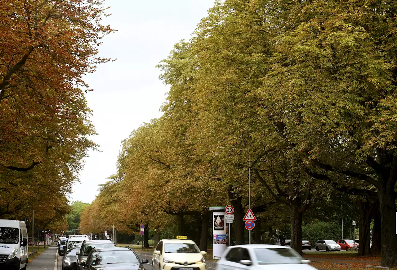 Darum wurden mehr als 900 Kastanien in Hamburg gefällt