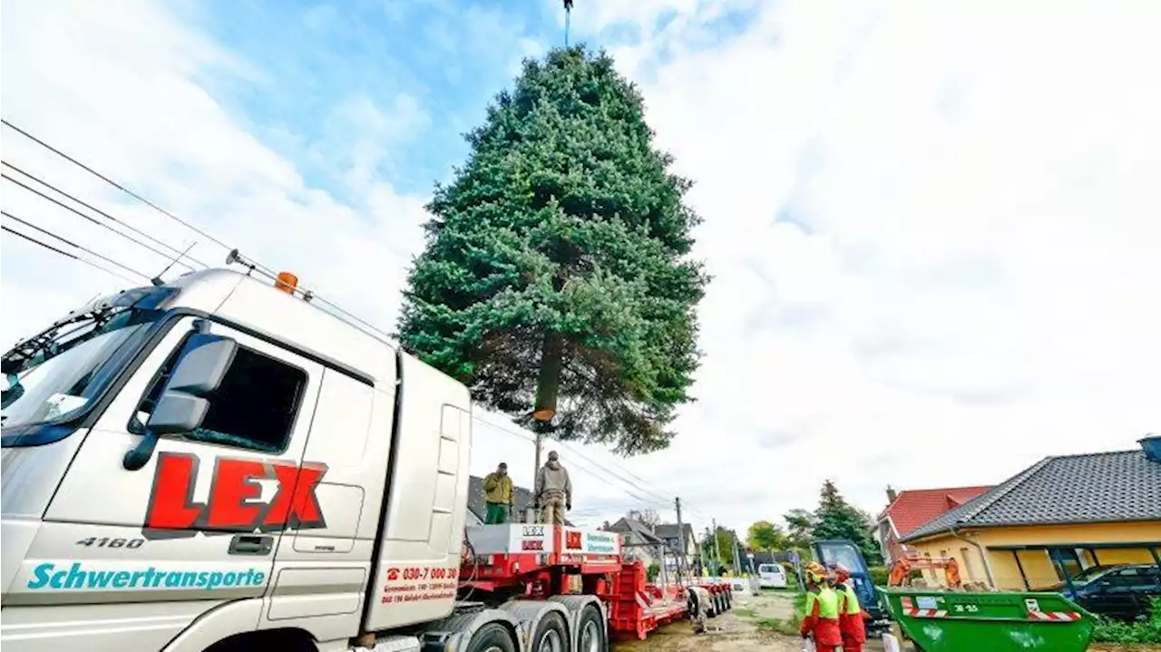 Wie der Baum zum Weihnachtsmarkt am Breitscheidplatz kommt