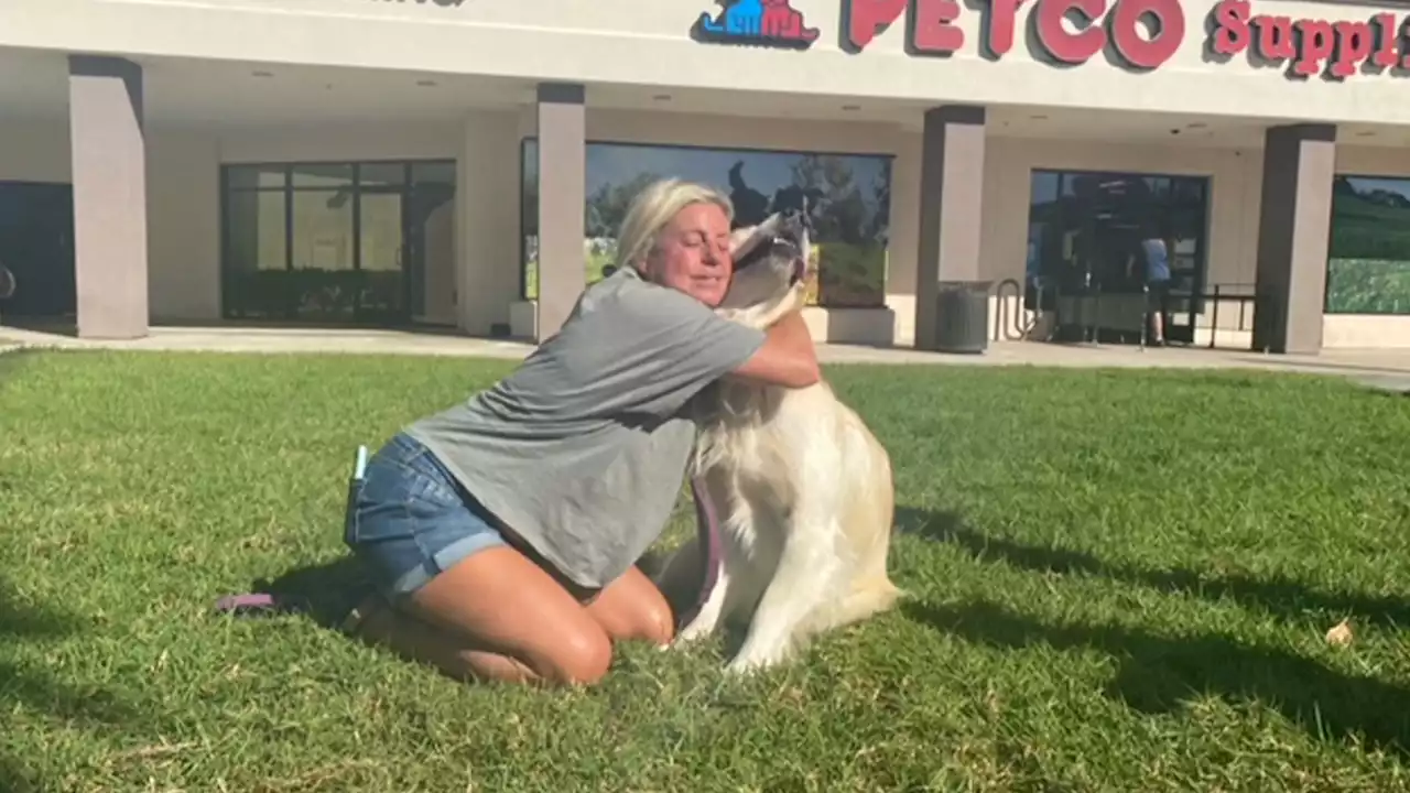 Encinitas Woman Reunited With Dognapped Golden Retriever