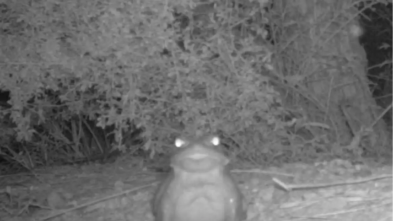 The National Park Service wants humans to stop licking this toad