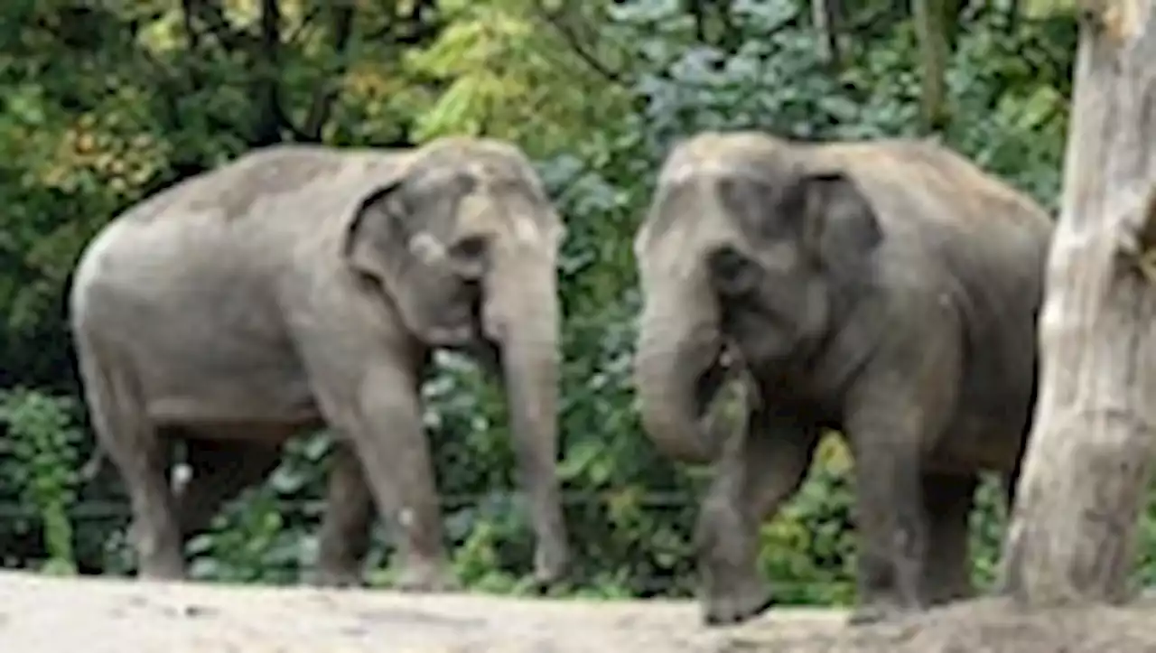 After two recent deaths, National Zoo gets two new Asian elephants