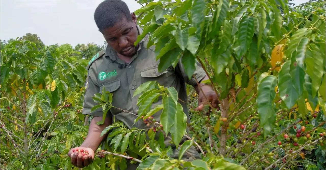 Climate-resistant coffee trees could save Mozambique rainforest