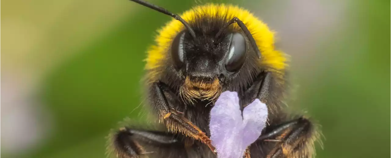 We Have The First Evidence of Bumble Bees Playing With Toys, And It's Utterly Adorable