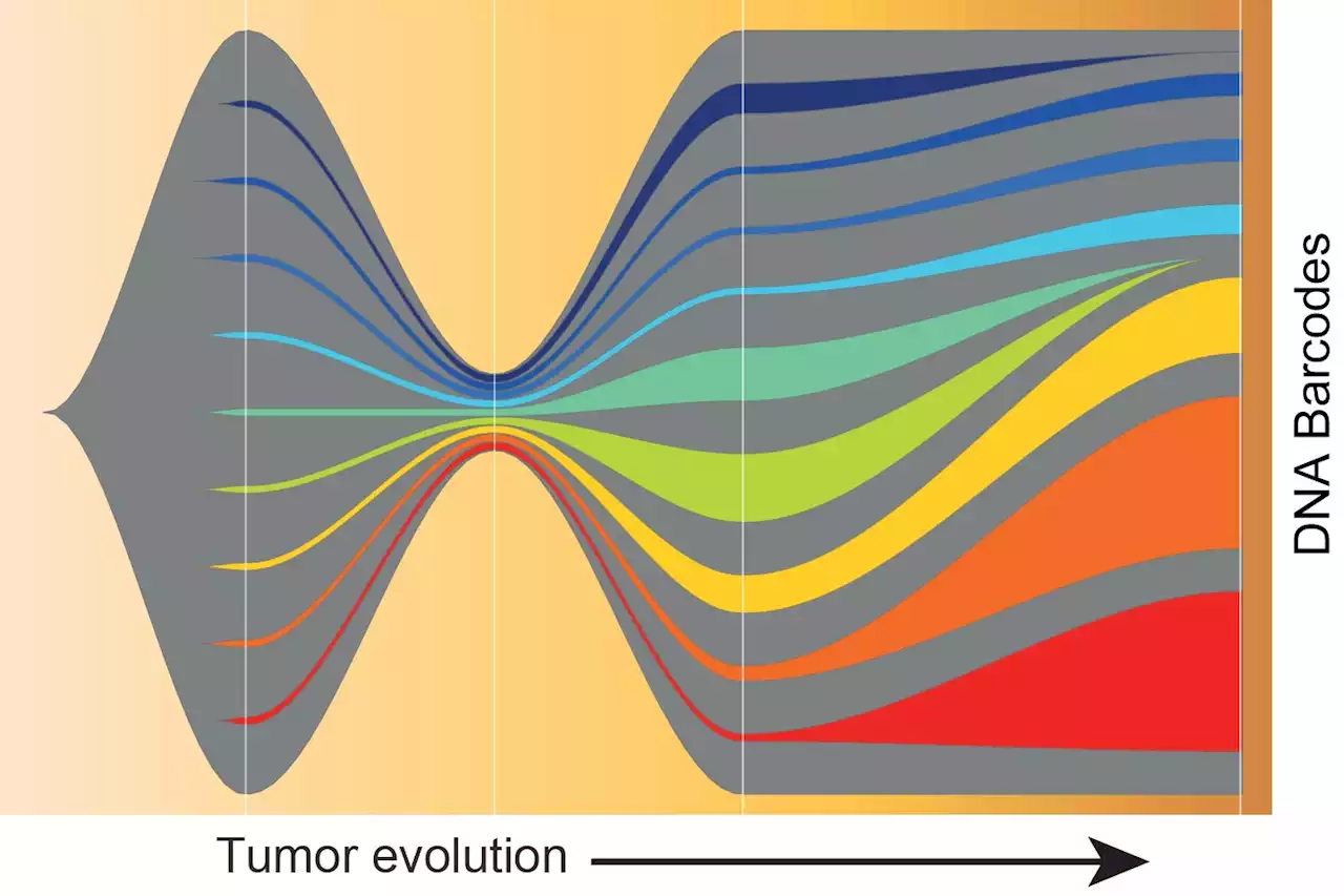 DNA Barcoding Reveals Cancer Cells’ Ability To Evade Immune System Defenses