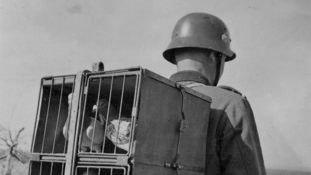 Yes, Musk Tweeted a Photo of a Nazi Soldier Carrying Homing Pigeons