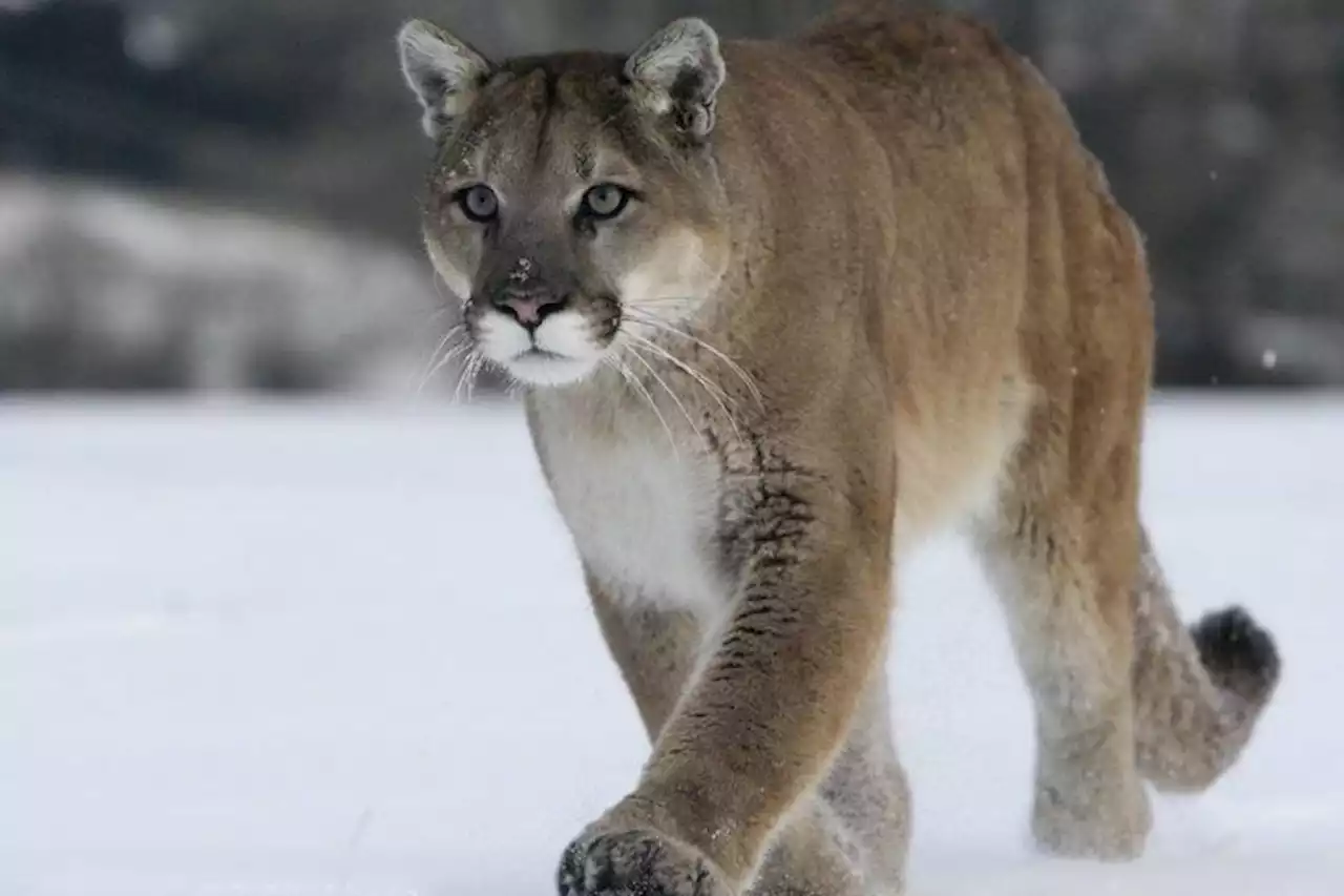 VIDEO: Cougar caught on camera in Voyageurs National Park area