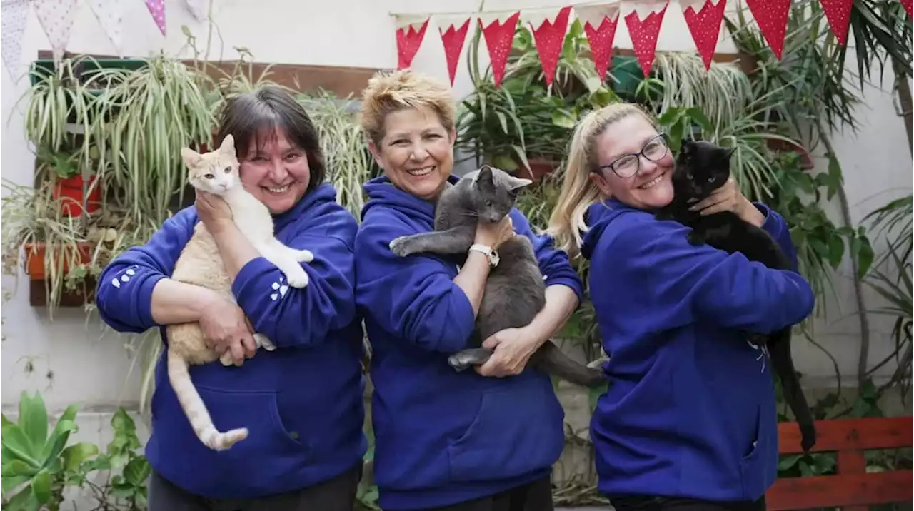 Mimos que calman: tres mujeres abrieron el primer café de gatos que es furor en Buenos Aires