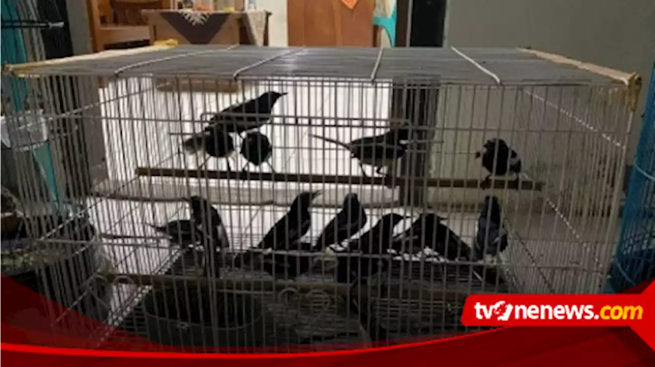 Maling 36 Ekor Burung, Seorang Pria di Sleman Dicokok Polisi