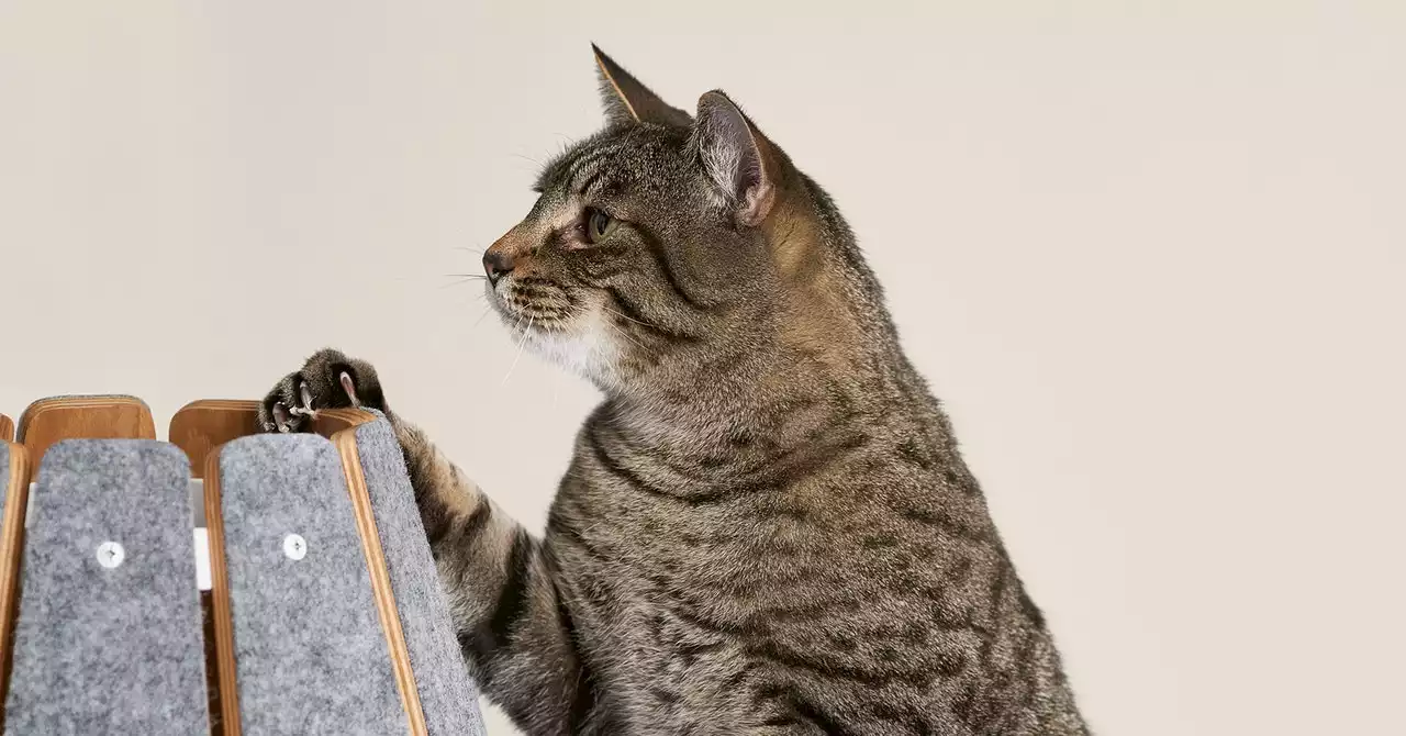 This Safe, Sturdy Cat Decor Won't Shed In Your Living Room