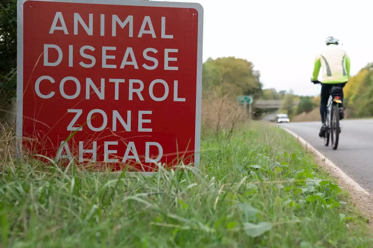 Chief vet warns 'one small mistake' can kill whole flocks as new bird flu measures come in