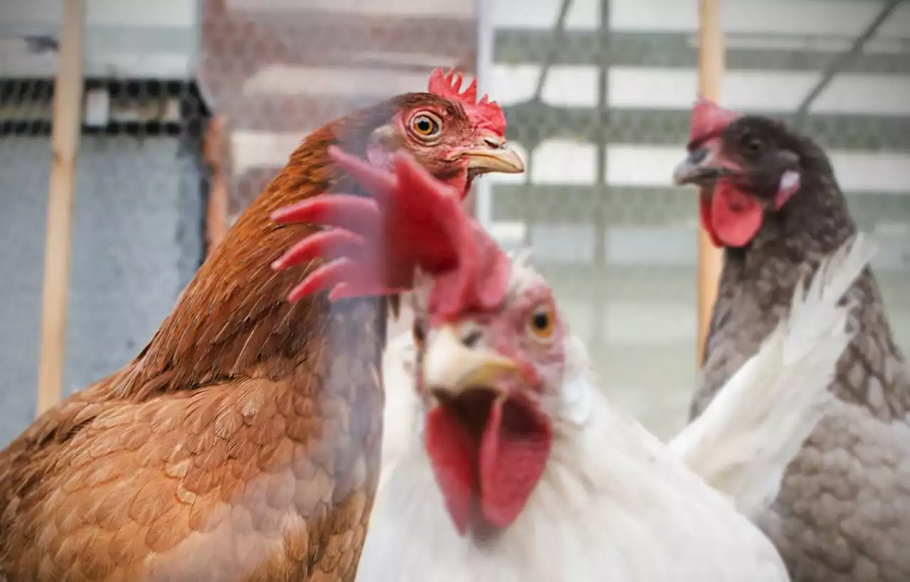 Pour la première fois, un foyer de grippe aviaire détecté dans le Gard