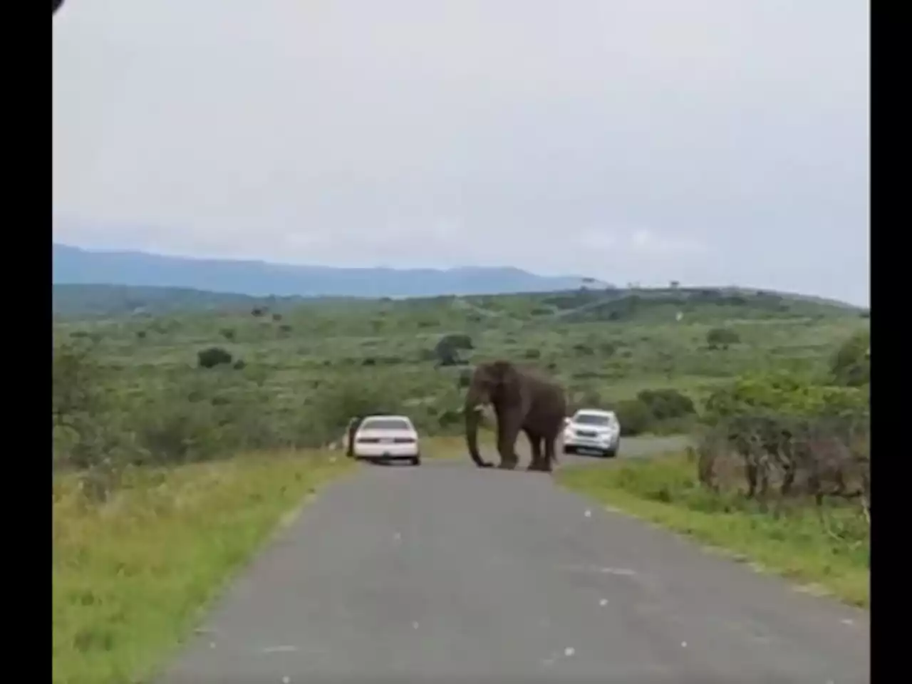 What Not To Do During An Elephant Encounter, Via KZN [Video]