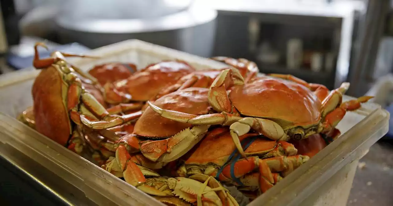 Dungeness crab dying on Pacific Northwest coast amid low oxygen levels linked to climate change