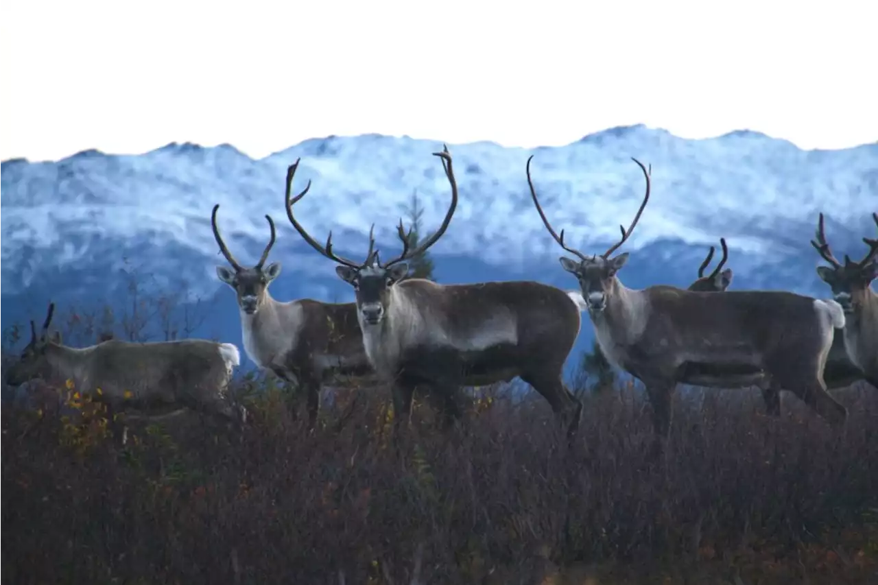 Western Arctic Caribou Herd decline continues, bringing population to a third of peak size