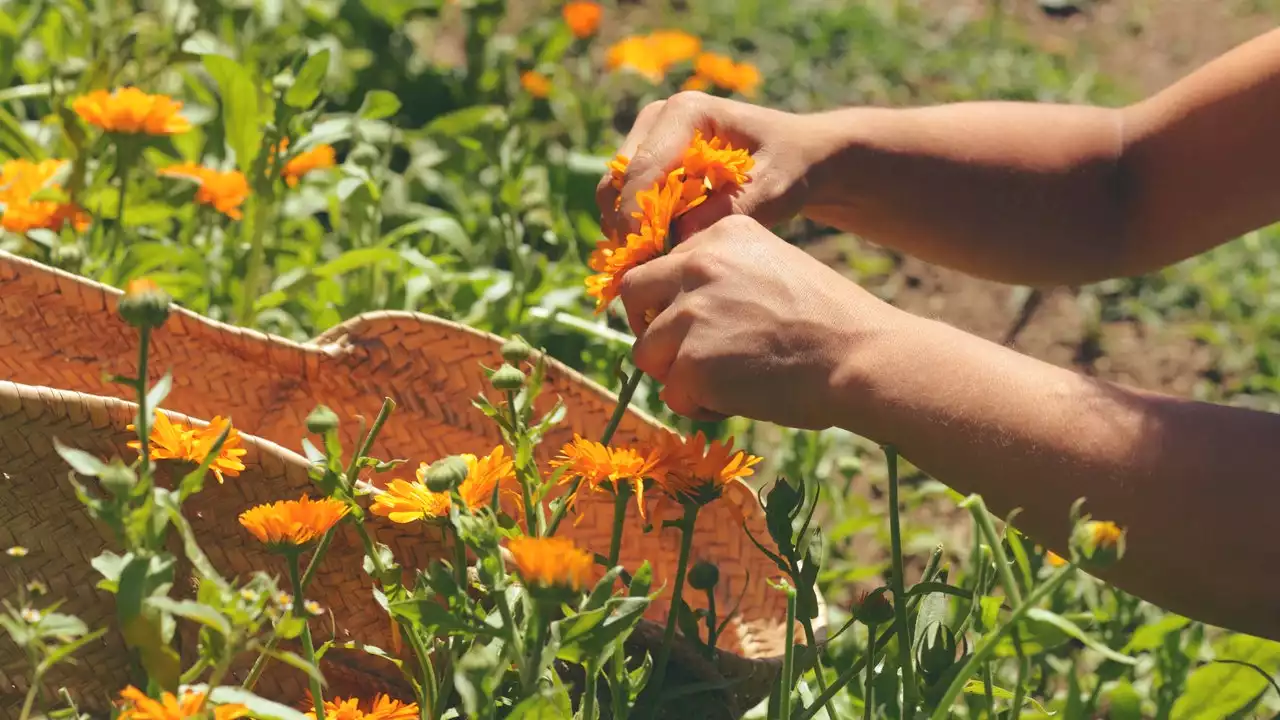 How Regenerative Farming Could Lead to Better Beauty Products