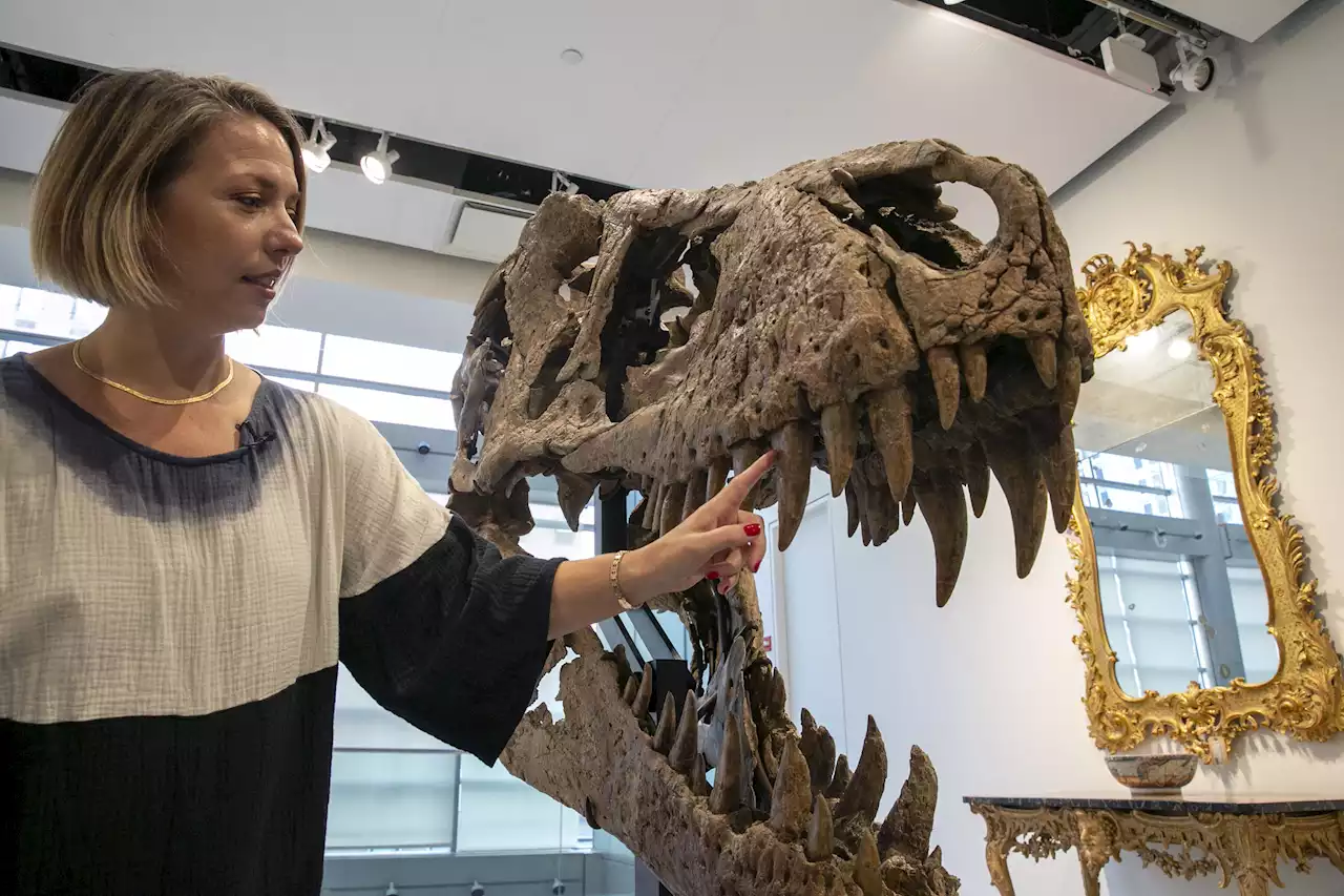 T rex skull unearthed in South Dakota to be auctioned in NY