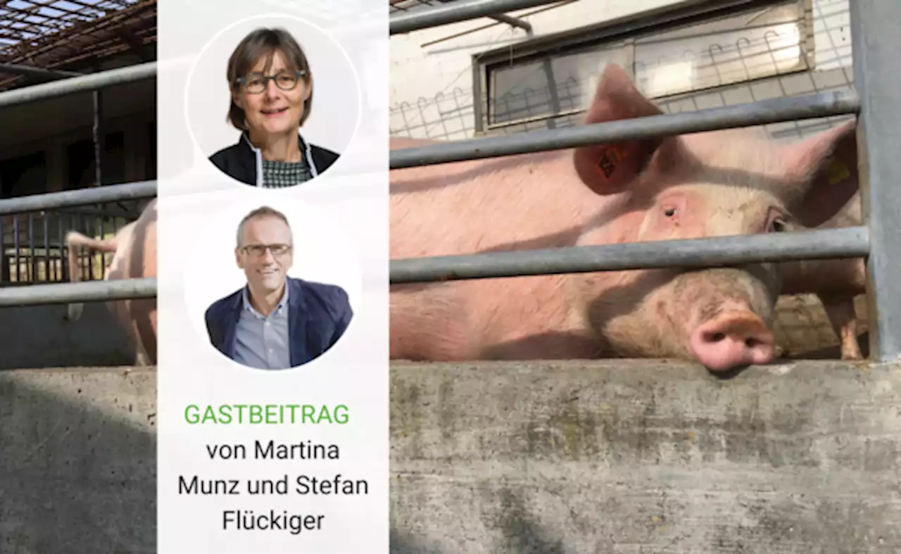 Die grosse Leere nach der Abstimmung über die Massentierhaltungs-Initiative - bauernzeitung.ch