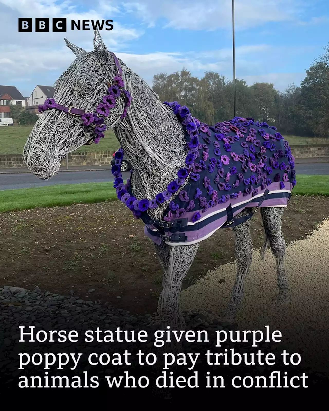 Purple poppies to remember animals who died in war