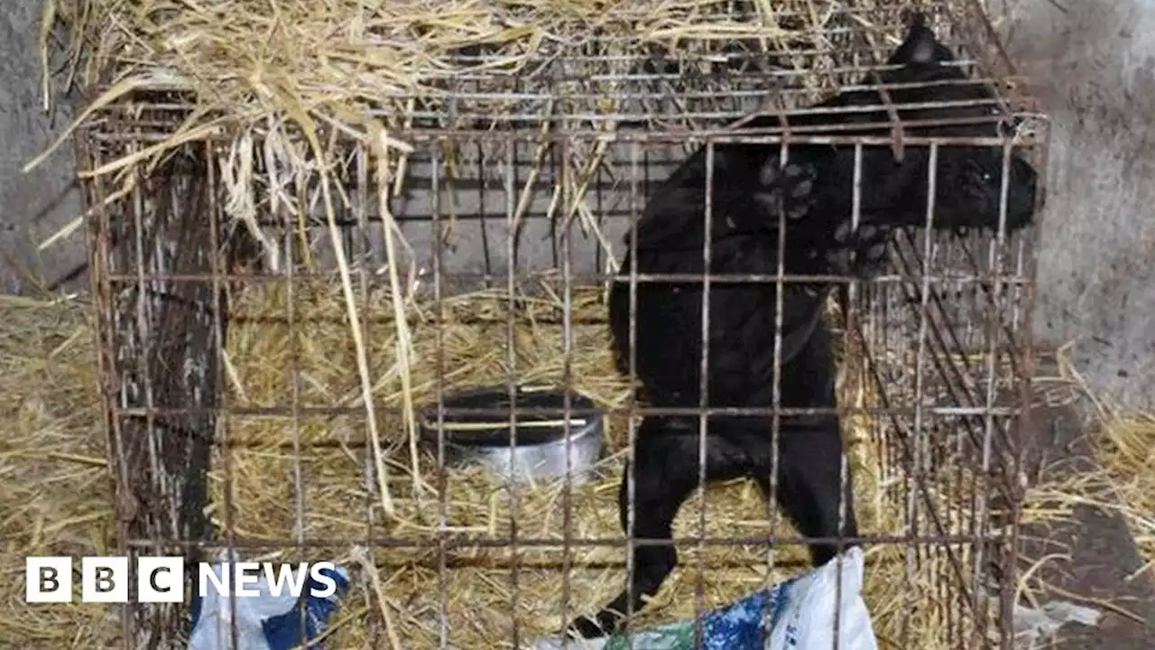 Gwynedd farmer kicked dog and put others in rusty cages