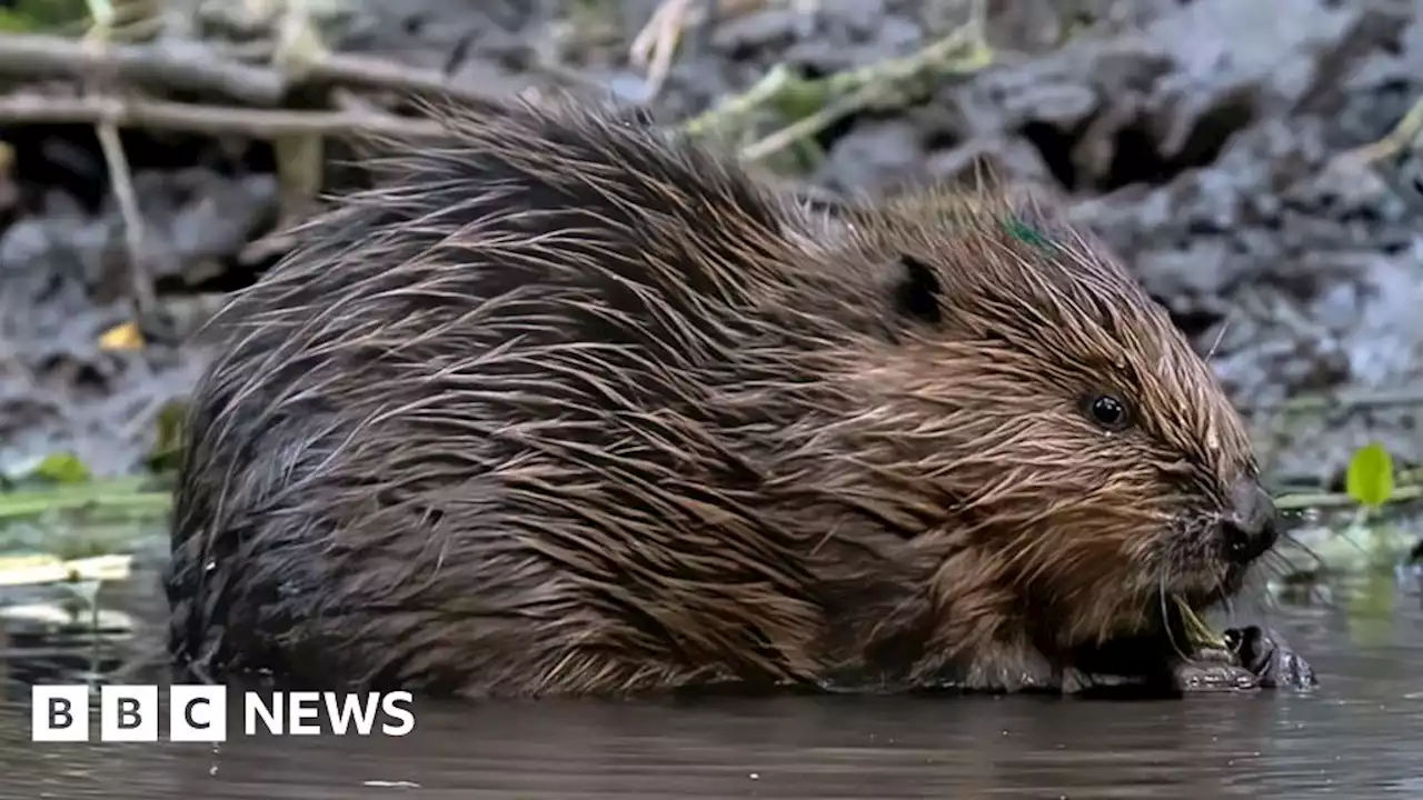 More beaver zones to be built at flood-prone Essex estate