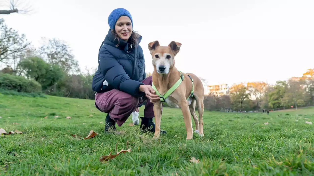 Berlins Hunde-Register ist ein Flop!