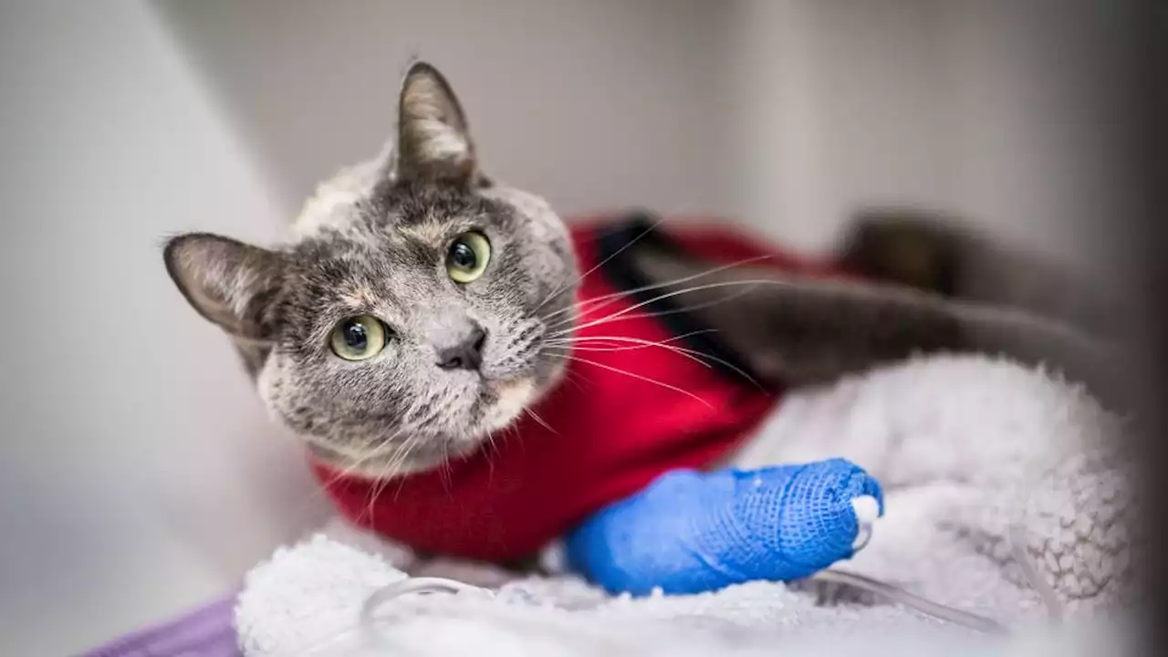 Wie Sie Ihre Katze richtig krankenversichern