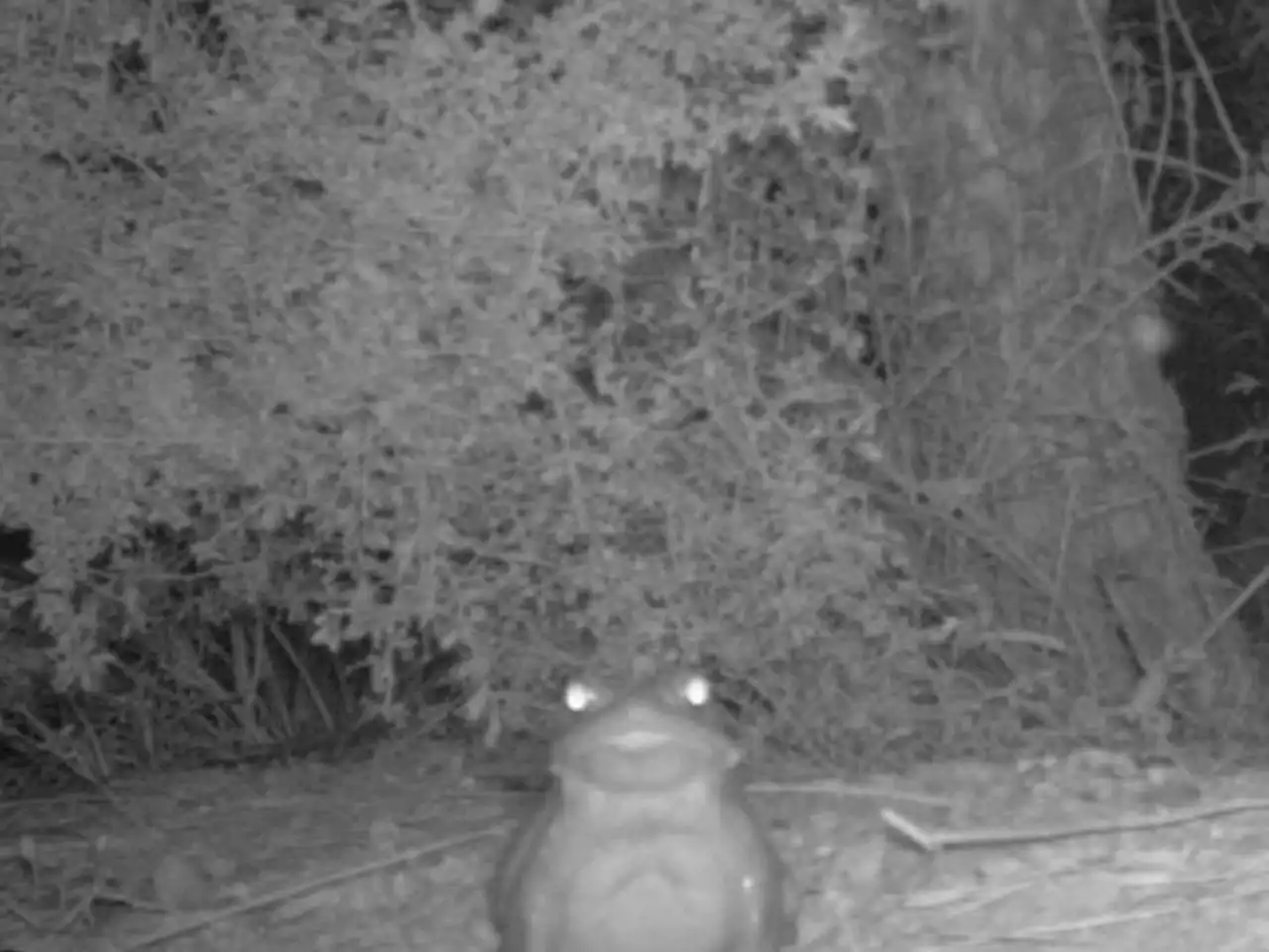 People are licking psychedelic toads in national parks and feds say it's 'toad-ally terrifying'