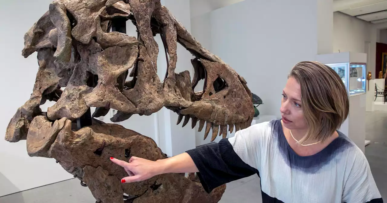 T. rex skull unearthed in South Dakota to be auctioned in New York next month