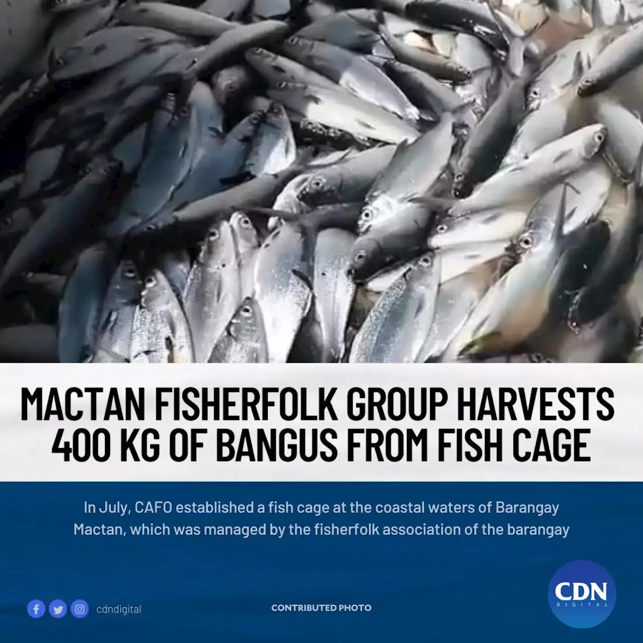 Mactan fisherfolk group harvests 400 Kg of bangus from fish cage