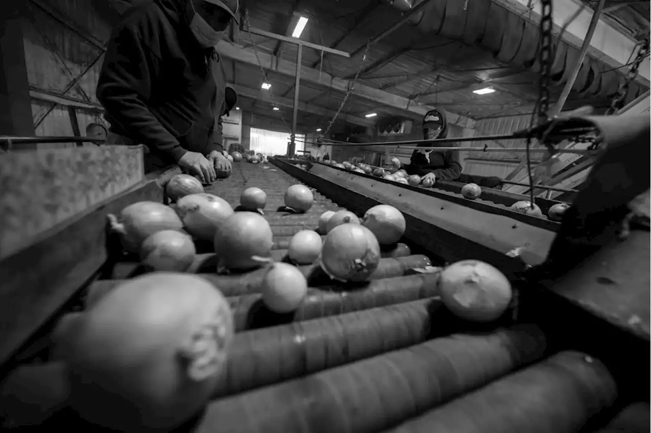 PHOTOS: Look behind the scenes of the Colorado onion harvest on the Western Slope