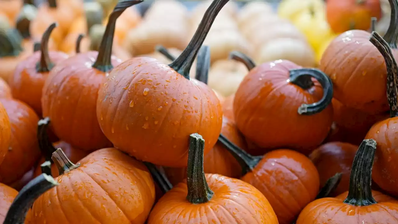 Election signs and pumpkins: How to get rid of your fall debris