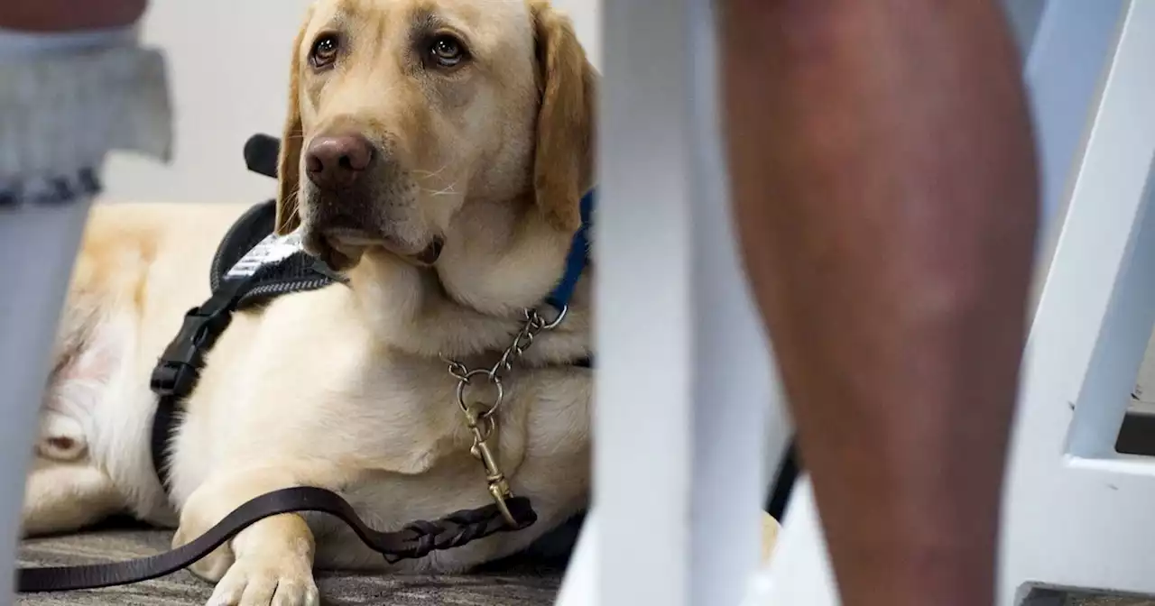 States struggle to curb fake emotional support animals