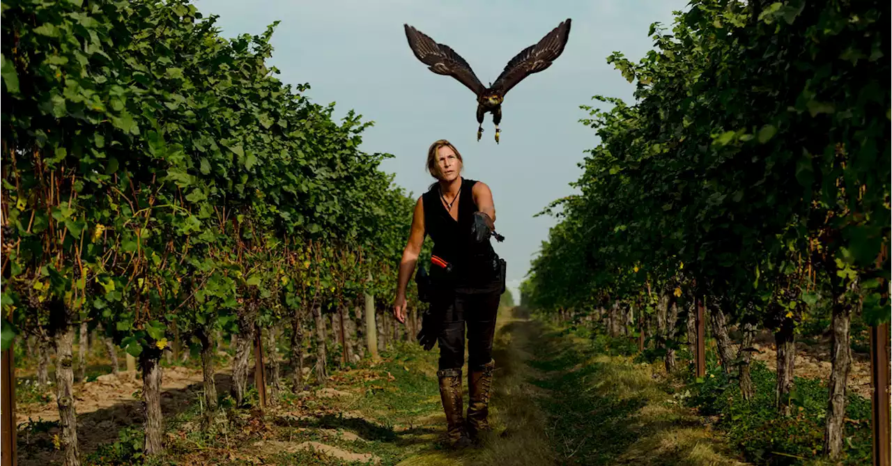 The Vineyard Falcon Does Not Suffer Fools