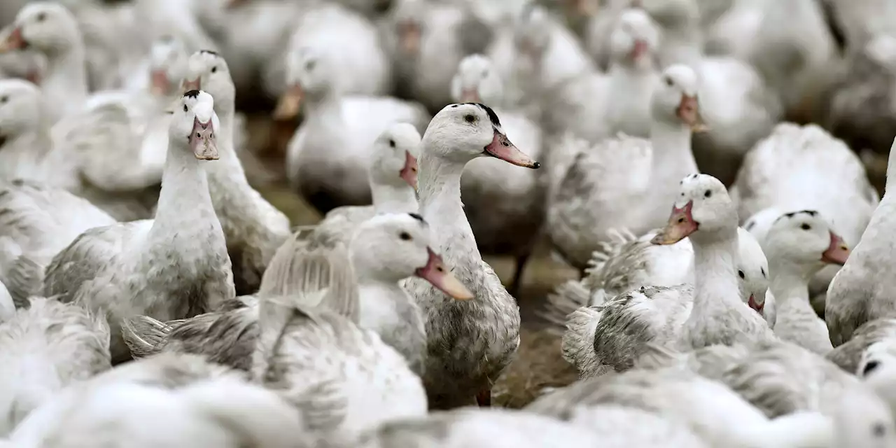 Grippe aviaire : un premier foyer détecté dans le Gard