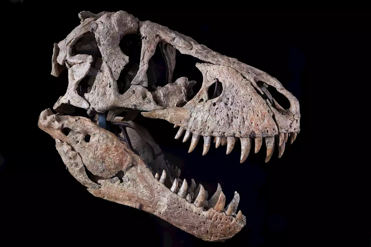 One Of The Most Complete T. Rex Skulls Ever Discovered Could Fetch $20 Million At Auction