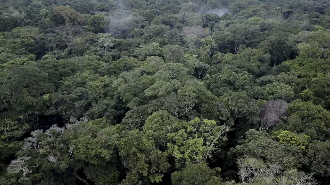 COP27 : un nouveau mécanisme pour renforcer la 'préservation' des forêts en discussion