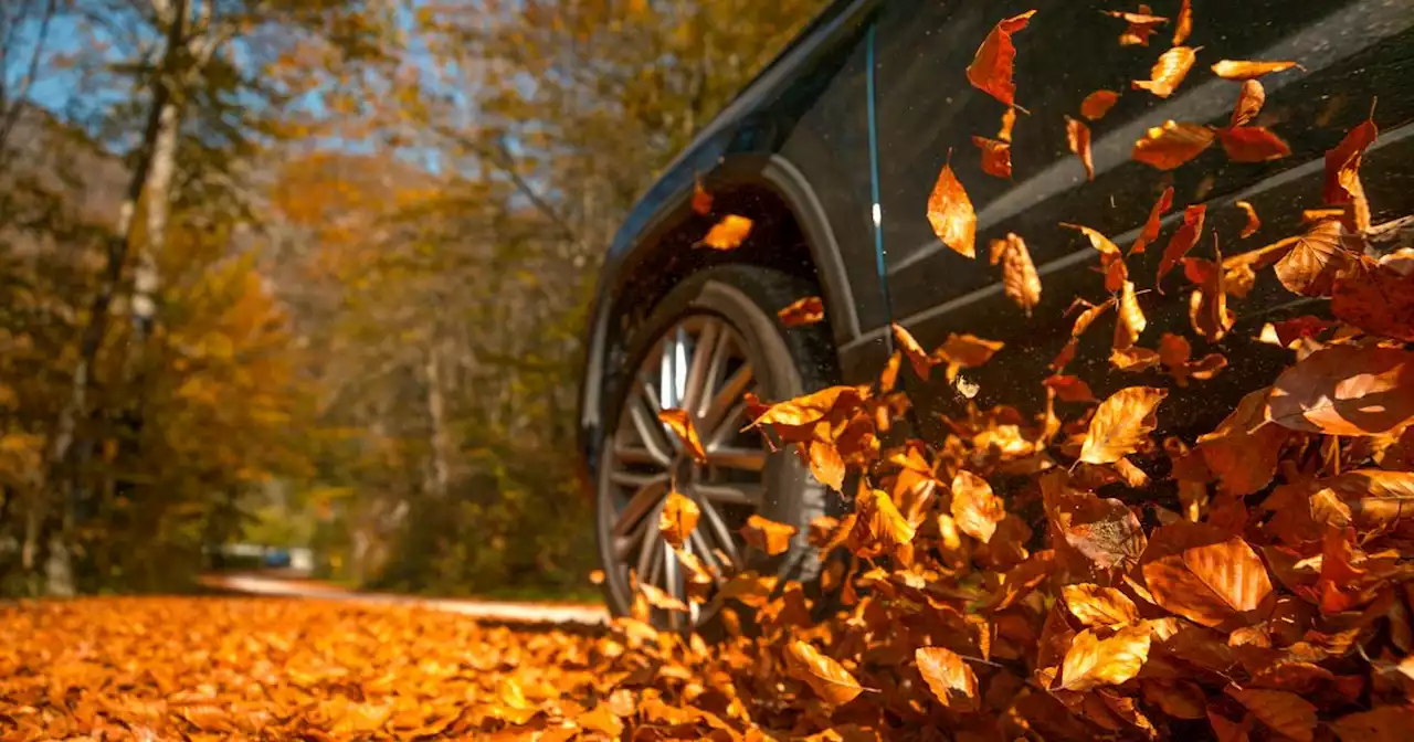 Drivers issued warning as autumn brings 'dangerous consequences' to the road