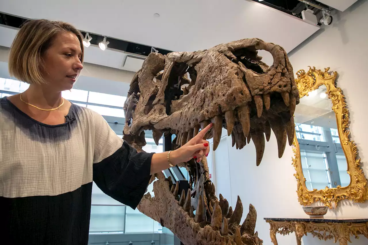 T Rex Skull Unearthed In South Dakota Could Sell For $15M Next Month