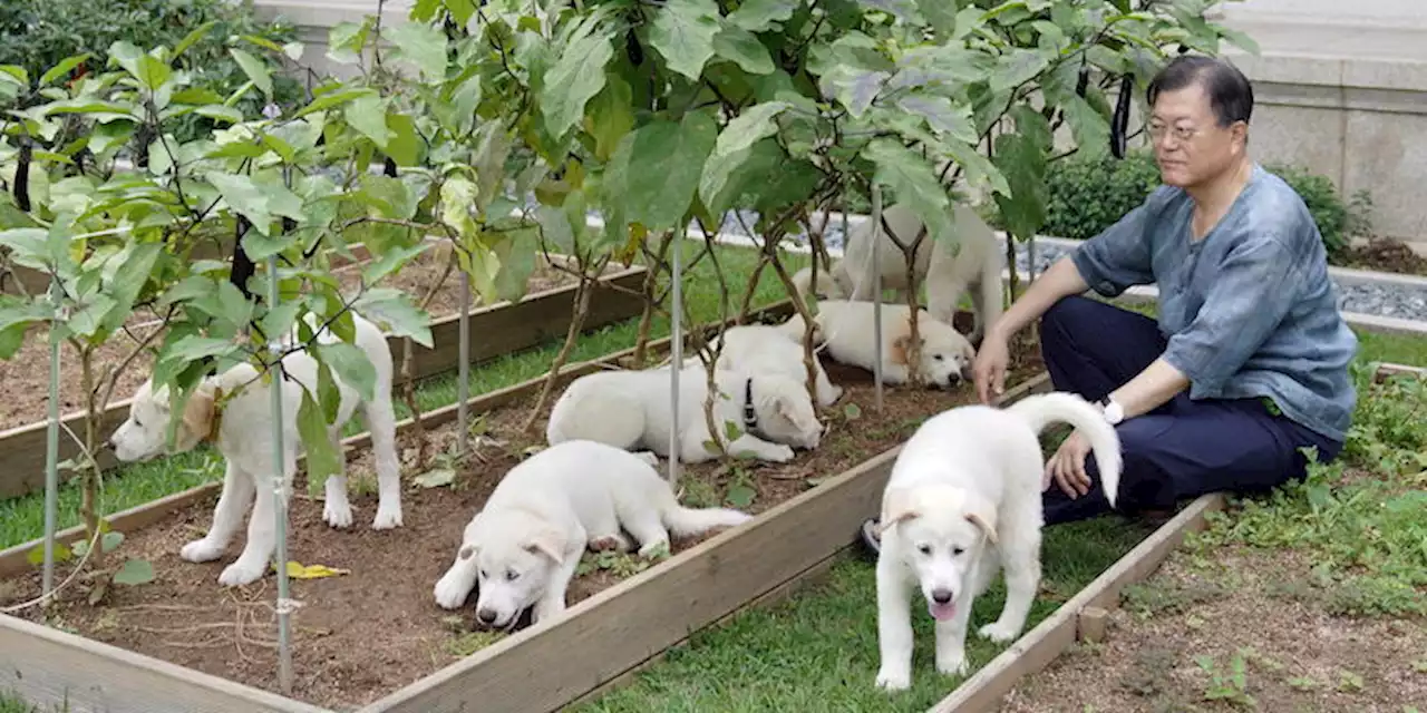 In Corea del Sud c'è uno scontro presidenziale intorno a tre cani - Il Post