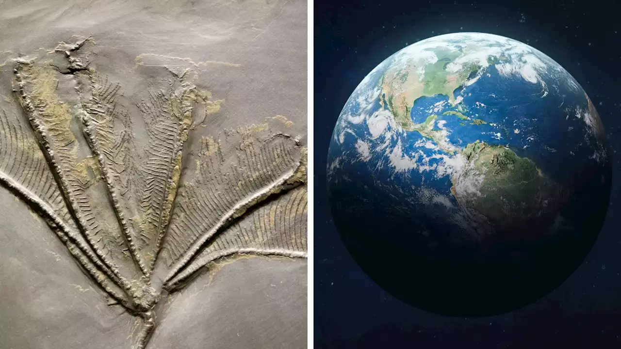 A new study shows Earth's first known mass extinction occurred 550 million years ago