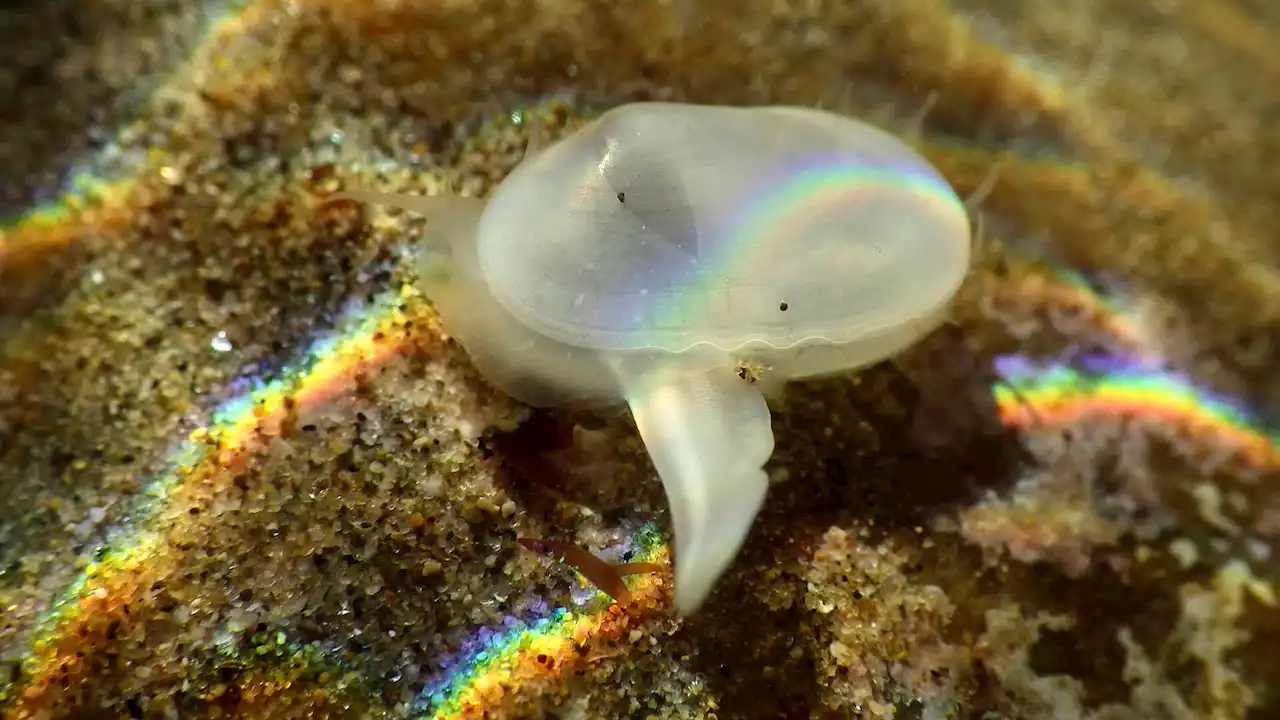 Researcher discovers a rare fossil clam thought to be dead some 40,000 years ago