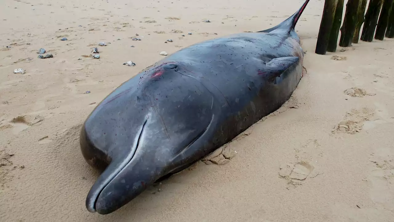 Une baleine de 7 mètres meurt après s’être échouée sur une plage du Pas-de-Calais